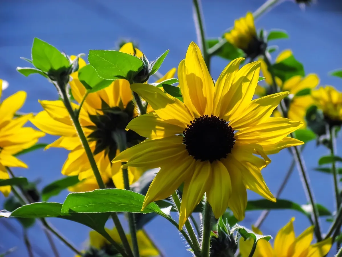 向日葵
